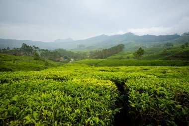 Hint Munnar dağlarında güzel bir manzara. Güney Hindistan 'da yemyeşil tarım.