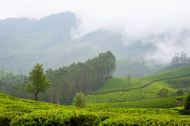 Hint Munnar dağlarında güzel bir manzara. Güney Hindistan 'da yemyeşil tarım.