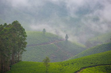 Hint Munnar dağlarında güzel bir manzara. Güney Hindistan 'da yemyeşil tarım.