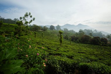 Hint Munnar dağlarında güzel bir manzara. Güney Hindistan 'da yemyeşil tarım.