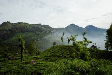 Hint Munnar dağlarında güzel bir manzara. Güney Hindistan 'da yemyeşil tarım.