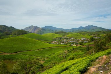 Hint Munnar dağlarında güzel bir manzara. Güney Hindistan 'da yemyeşil tarım.