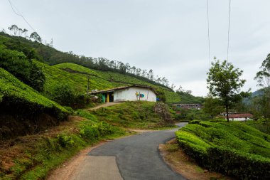 Hint Munnar dağlarında güzel bir manzara. Güney Hindistan 'da yemyeşil tarım.