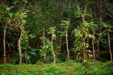 Hint Munnar dağlarındaki çiftlikte biber yetiştiriyorum. Güney Hindistan 'ın yemyeşil manzarası.
