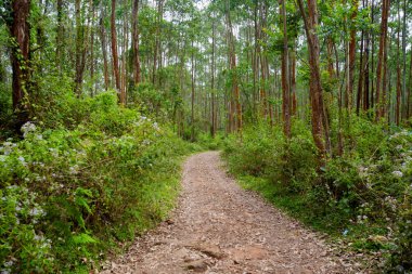 Hint Munnar dağlarında güzel bir manzara. Güney Hindistan 'ın yemyeşil yeşili.