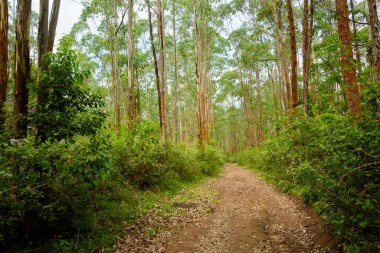 Hint Munnar dağlarında güzel bir manzara. Güney Hindistan 'ın yemyeşil yeşili.