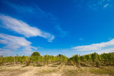 Güzel sonbahar Tuscany üzüm bağları görünümü