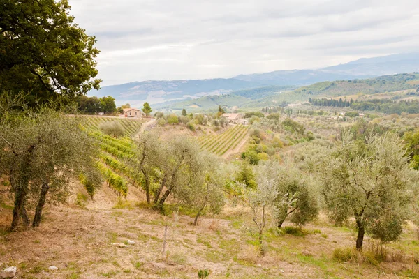 Szép őszi Tuscany szőlőültetvényekre nézetben — Stock Fotó