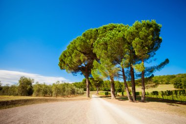 Güzel sonbahar Tuscany üzüm bağları görünümü