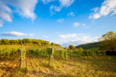 Güzel sonbahar Tuscany üzüm bağları görünümü