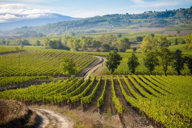 Güzel sonbahar Tuscany üzüm bağları görünümü