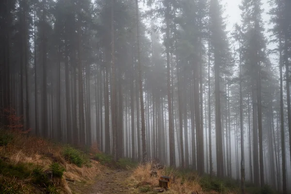 Schöne neblige beskidy Berglandschaft — Stockfoto