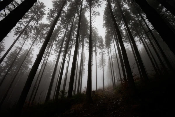 Красивый туманный пейзаж гор Бескиди — стоковое фото