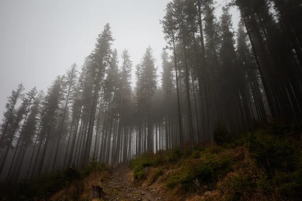 美丽的雾 Beskidy 山景观 — 图库照片