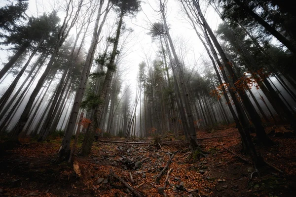 Beau paysage de montagnes Beskidy brumeux — Photo