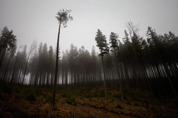 Beau paysage de montagnes Beskidy brumeux — Photo