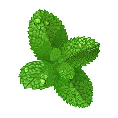 beyaz zemin üzerine nane