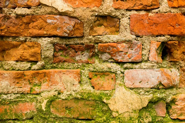 Brick wall moss — Stock Photo, Image