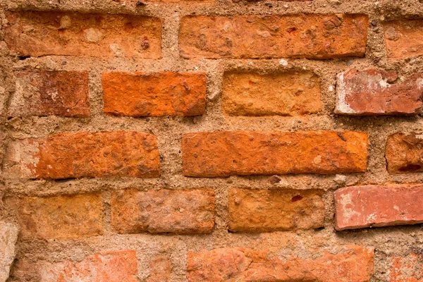 Brick wall ginger — Stock Photo, Image
