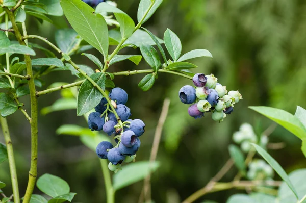 Bosbessen fruit in de bush — Stockfoto