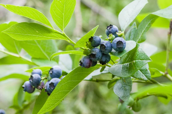 Blueberry fruit on the bush — Stock Photo, Image