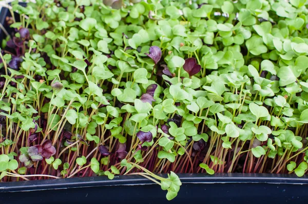 Fresh green sprouts at the marketq — Stock Photo, Image