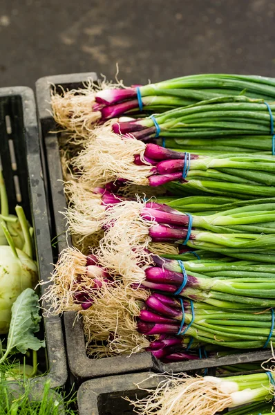 Čerstvé červené cibule ve svazcích — Stock fotografie