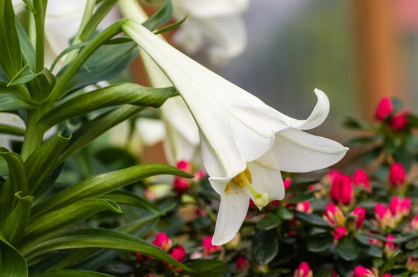 Flores de lirio blanco de Pascua en flor — Foto de Stock