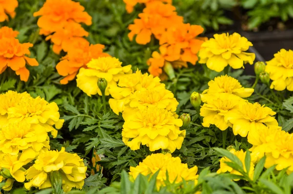 Turuncu ve sarı renkli marigolds bitkiler — Stok fotoğraf