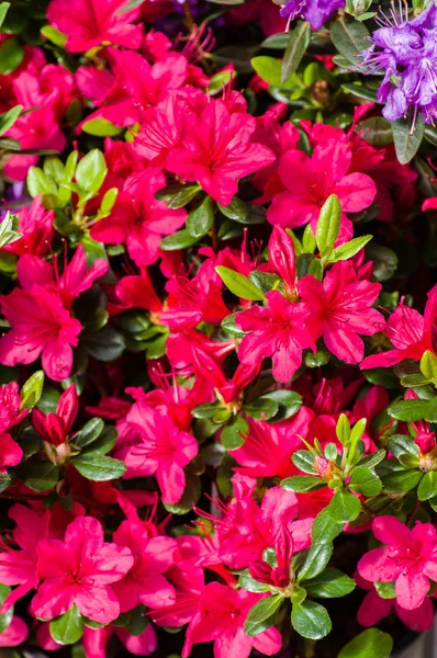 Röd azalea blomma blommar — Stockfoto