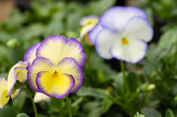 Stiefmütterchen oder Viola blau und gelb — Stockfoto