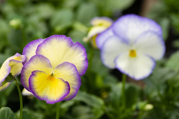 Blå och gul pensé eller viola — Stockfoto