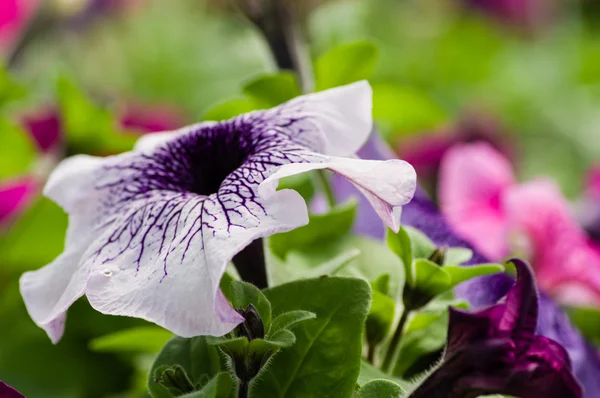 Single purple petunia flower bloom — Stock Photo, Image