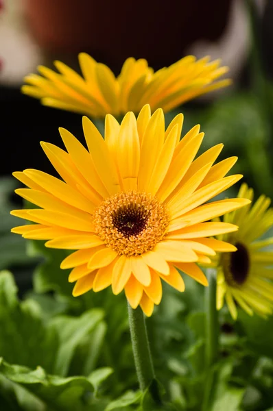 Fiore margherita giallo fioritura in giardino — Foto Stock