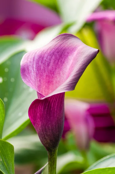 Lila calla lily i blom — Stockfoto