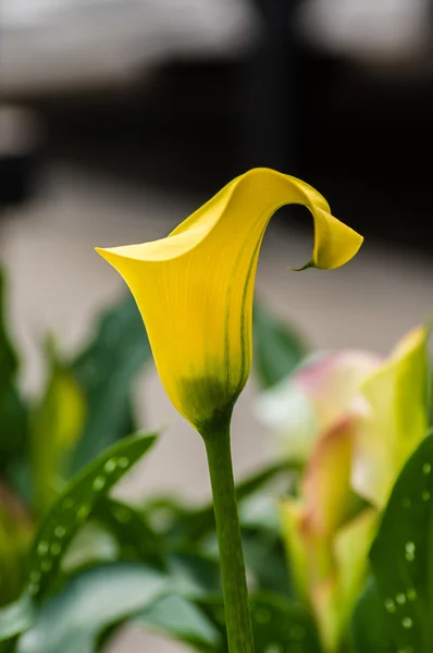 Amarelo calla lili em flor — Fotografia de Stock