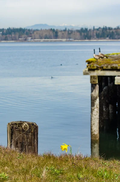 Single daffodil flower on the bank — Stock Photo, Image