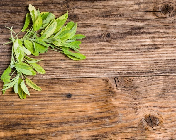 Salvia di erba variegata su un tavolo — Foto Stock