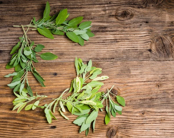 Sauge panachée et verte sur une table — Photo