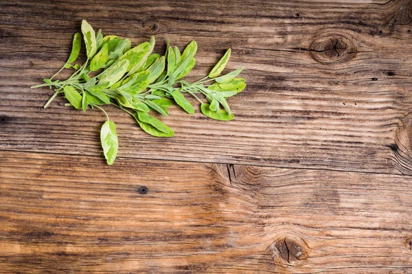 Salvia di erba variegata su un tavolo — Foto Stock