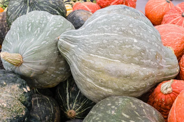 Blue hubbard squash en el mercado — Foto de Stock