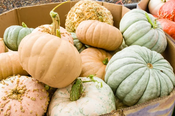 Display of winter squash at the market — Stock Photo, Image