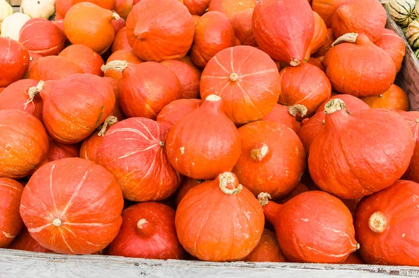 Naranja calabaza Uchiki en el mercado —  Fotos de Stock
