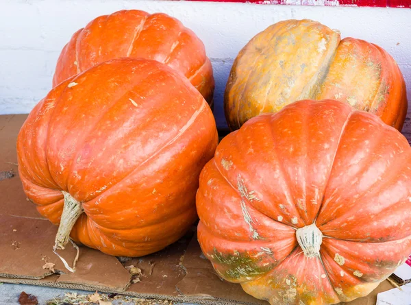 Display of large pumpkin squash — Stock Photo, Image