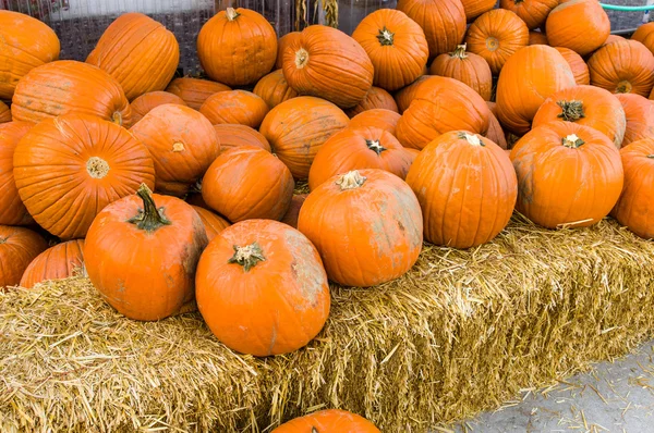 Pumpkins on display at a market — Stock Photo, Image