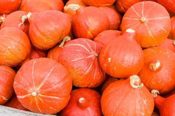 Orange Uchiki Squash auf dem Markt — Stockfoto