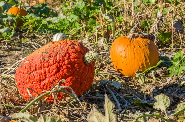 Fall squash in the farmers field — Stock Photo, Image