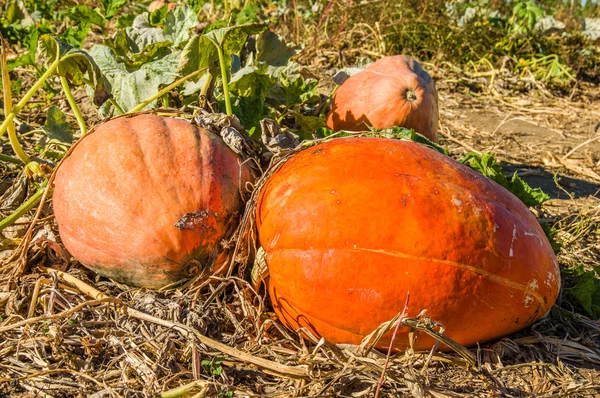 Fall squash in the farmers field — Stock Photo, Image