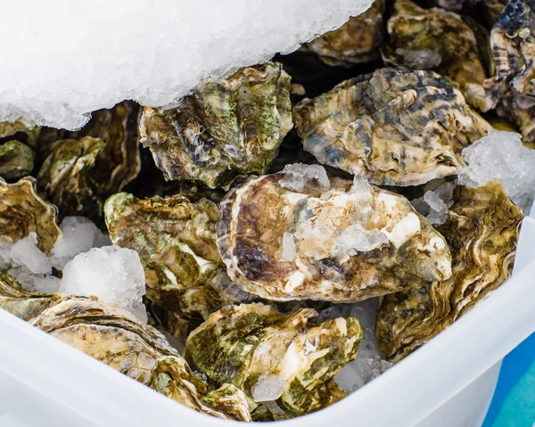 Fresh oysters at the market — Stock Photo, Image