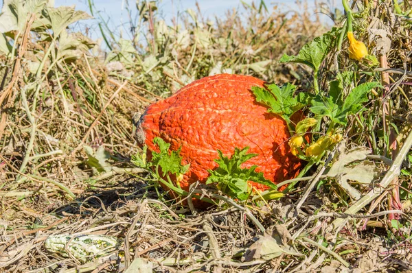 Fall squash in the farmers field — Stock Photo, Image